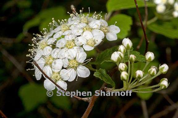 spirea blumei 1 graphic